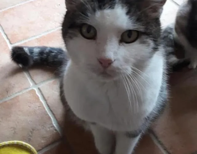 Gospodarstwo agroturystyczne A-sissy-hof Bischofstetten