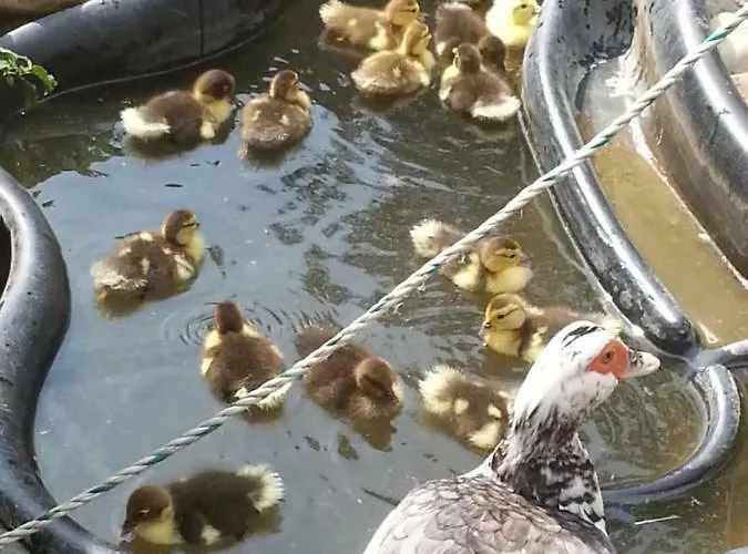 A-sissy-hof Gospodarstwo agroturystyczne