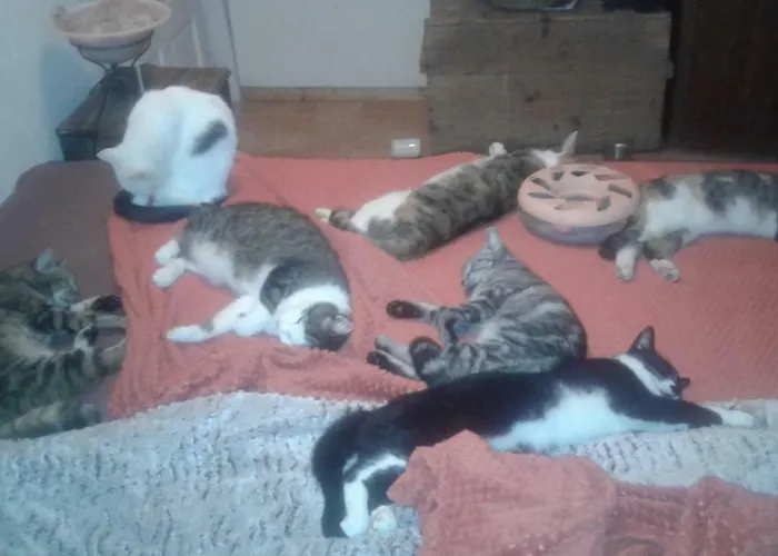 Gospodarstwo agroturystyczne A-sissy-hof Bischofstetten